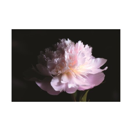 Trademark Fine Art Philippe Sainte Laudy 'Perfume Peony' Canvas Art, 12x19 PSL01349-C1219GG